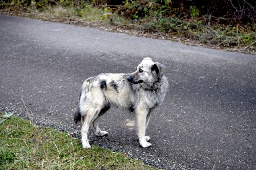 dog road pastor