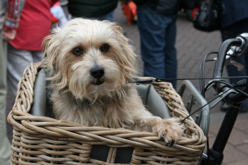 dog dog in bicycle basket cute