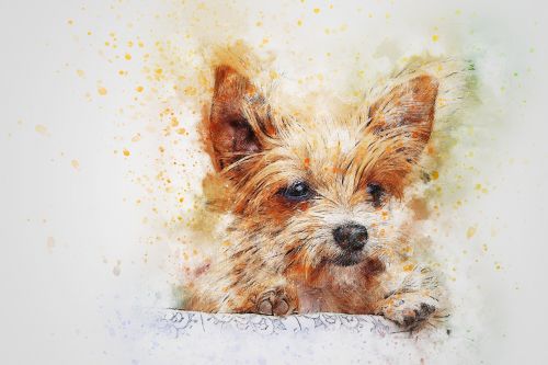 dog animal art