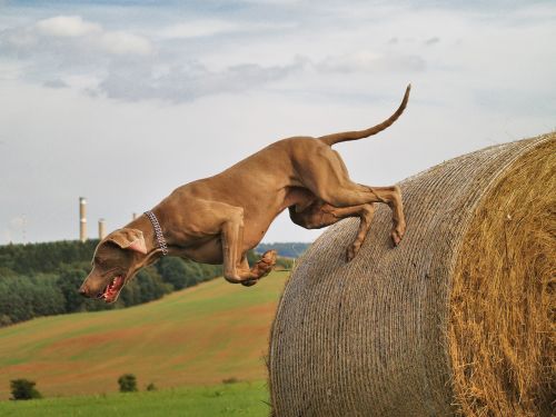 dog weimaraner hunting