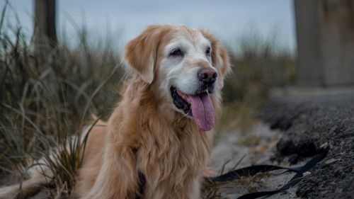 dog golden tongue
