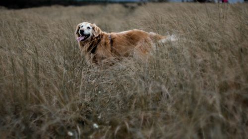 dog field golden