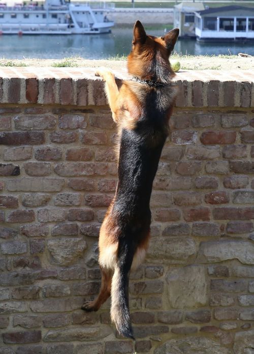 dog german shepherd pet