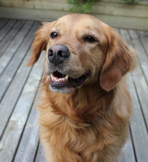 dog smiling happy