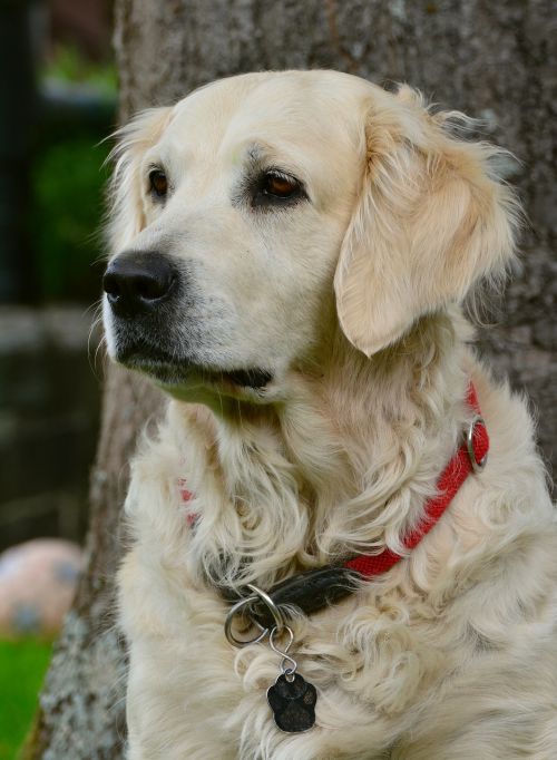 dog golden retriver bitch