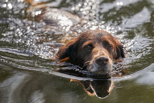 dog small münsterländer water