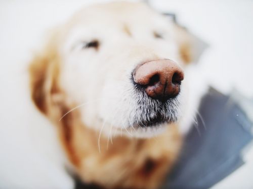 dog animal snout