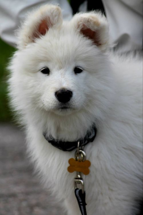 dog puppy white