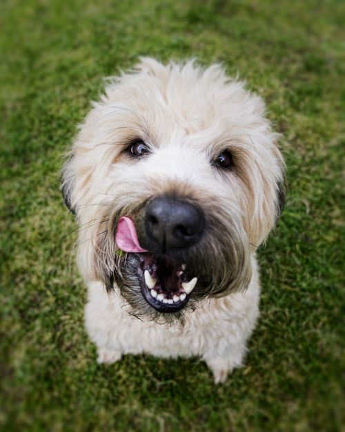 dog face tongue