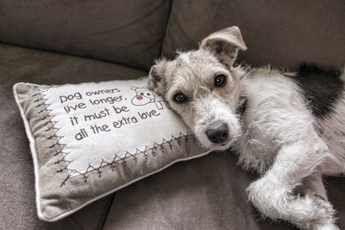 dog read sofa