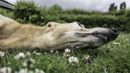 dog meadow garden