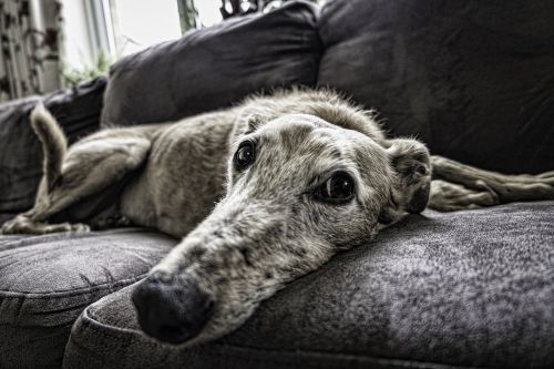 dog sofa rest