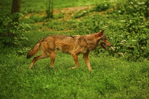 dog animal german sheperd