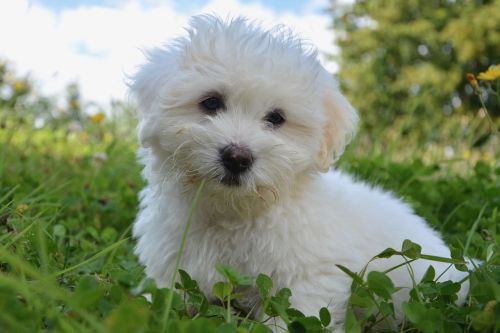 dog puppy cotton tulear