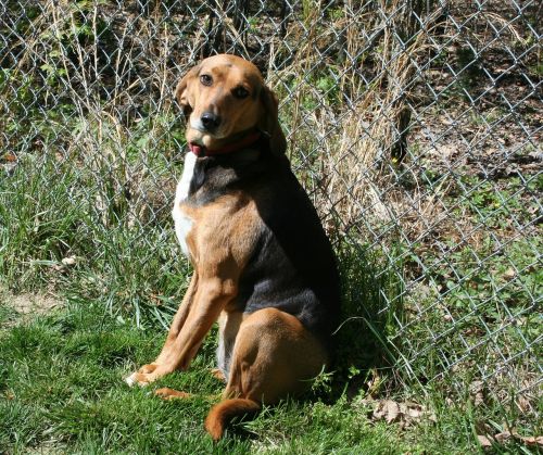 dog foxhound hound