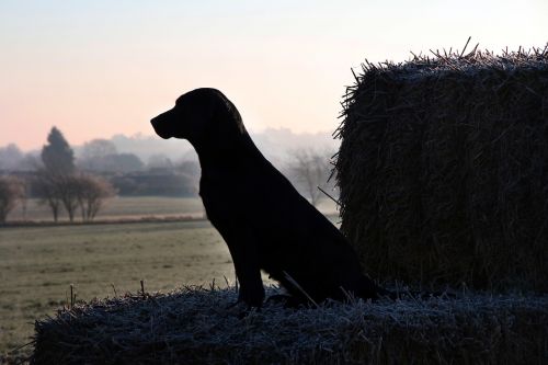 dog winter outdoor