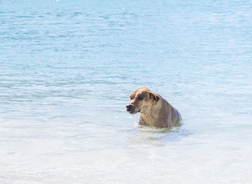dog water ocean