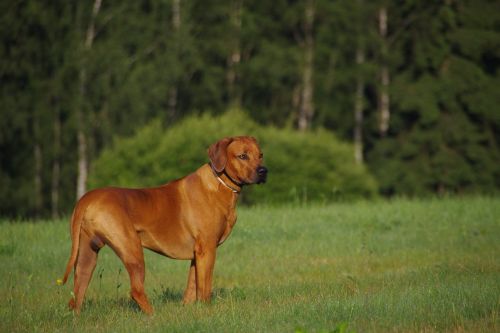 dog ridgeback rhodesian