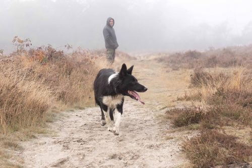 dog shepherd border collie