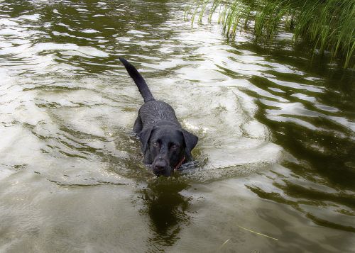 dog water swim