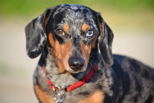 dog dachshund canine