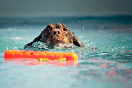 dog swim water