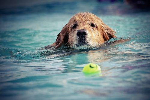 dog swim water