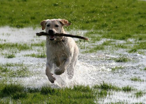 dog labrador playing