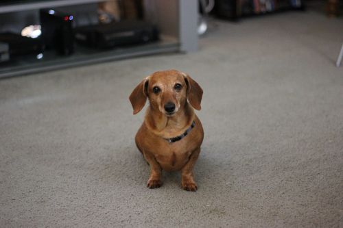 dog dachshund pet