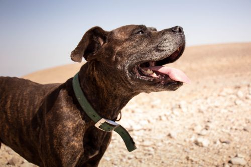 dog desert happy