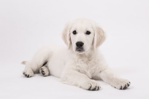 dog golden retriever puppy