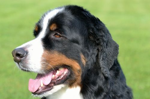 dog smiling animal