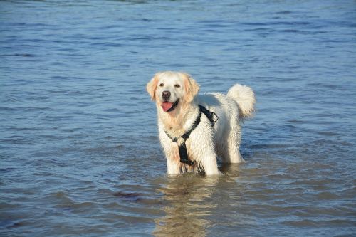 dog golden retriever water