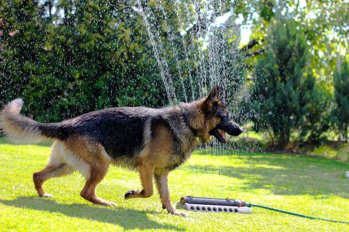 dog german shepherd animal
