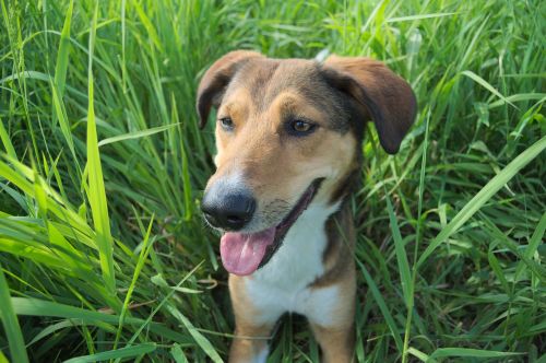 dog meadow summer