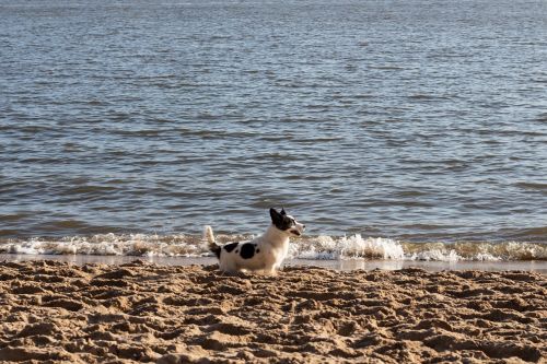 dog beach welsh corgi