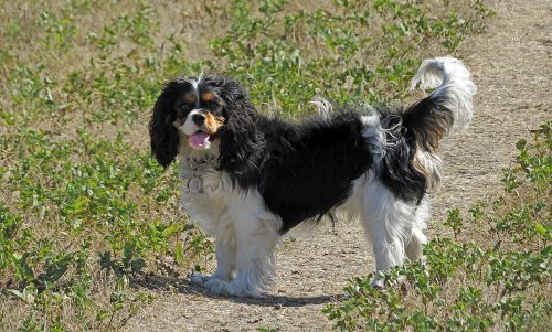 dog king charles cavalier spaniel