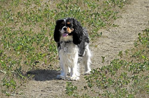 dog king charles cavalier spaniel