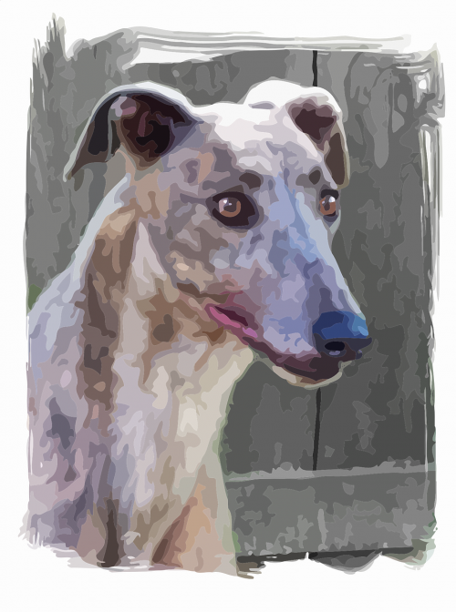 dog portrait alert