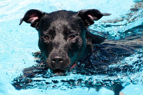 dog swimming pool