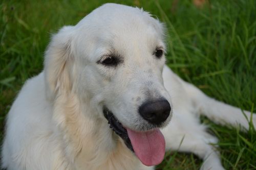 dog golden retriever sunset