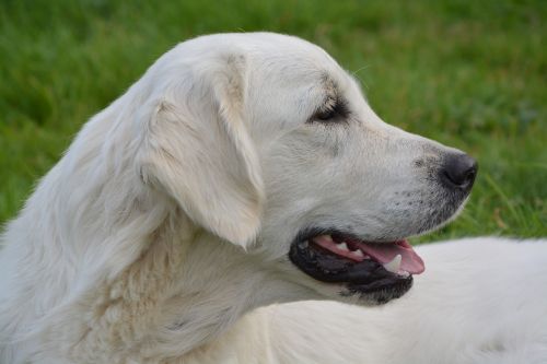 dog head profile