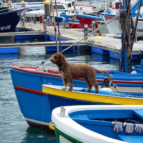 dog boat boats