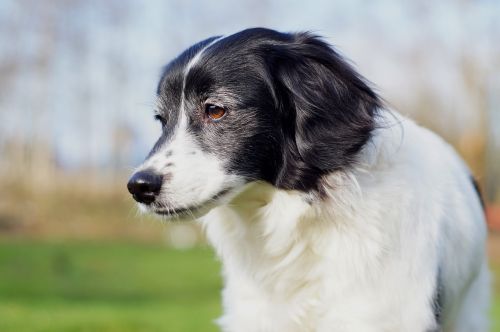 dog head portrait