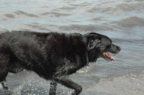 dog water swimming