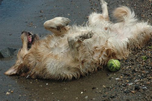 dog water beach