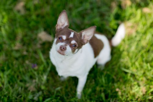 dog chihuahua animal