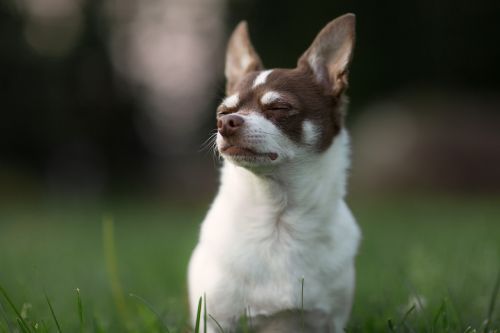 dog chihuahua animal