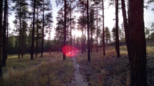 dog woods forest