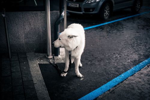 dog white animal